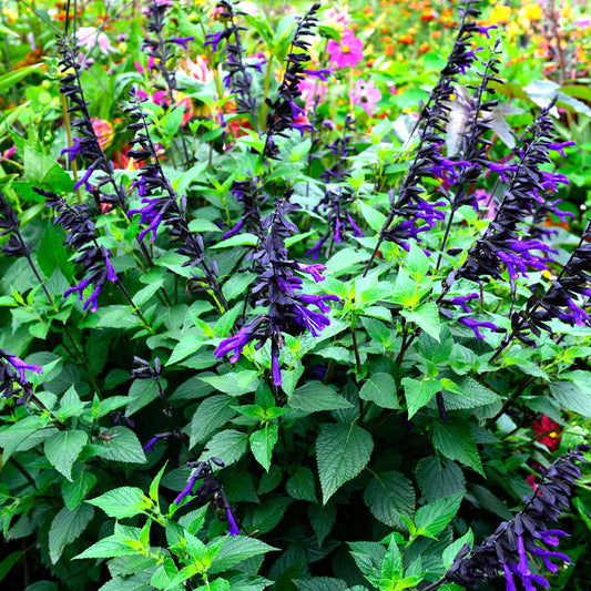 Salvia Amistad