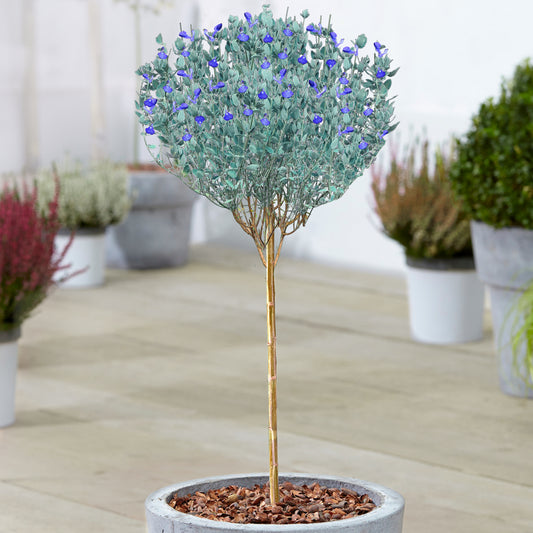 Salvia Chamaedryoides Patio Tree