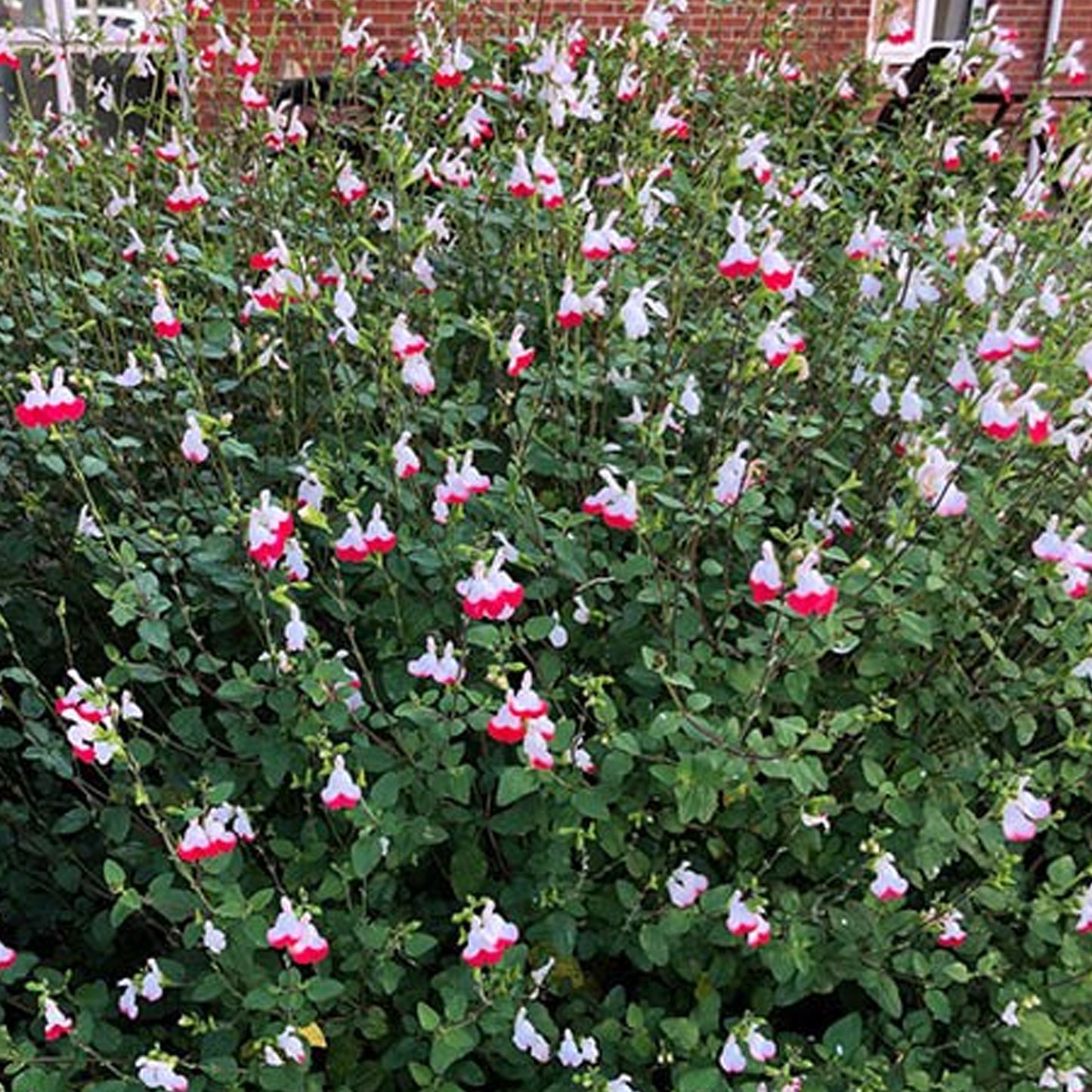 Salvia Cherry Lips (9cm)