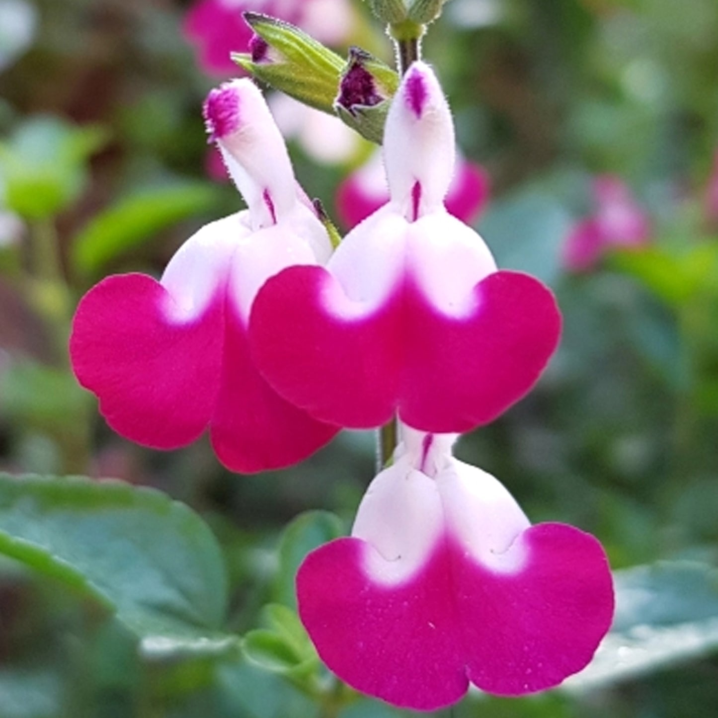Salvia Cherry Lips (9cm)