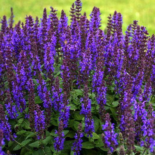 Salvia BumbleBlue
