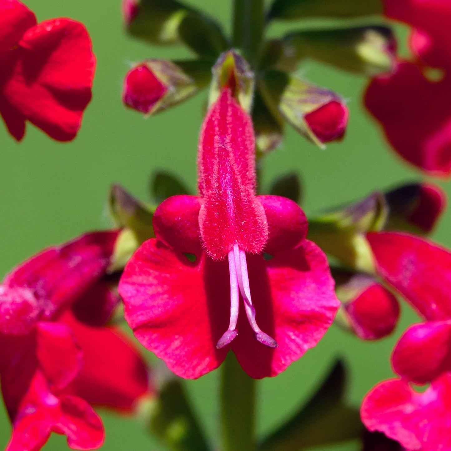 Salvia Ruby Star