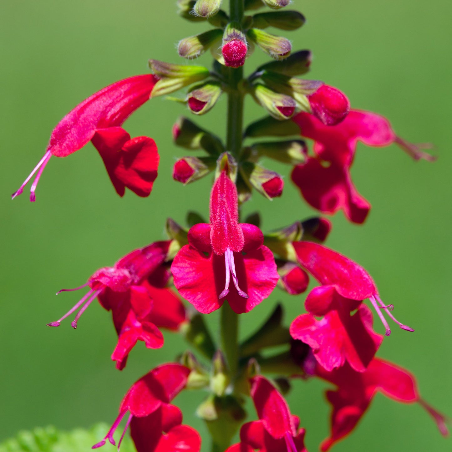 Salvia Ruby Star