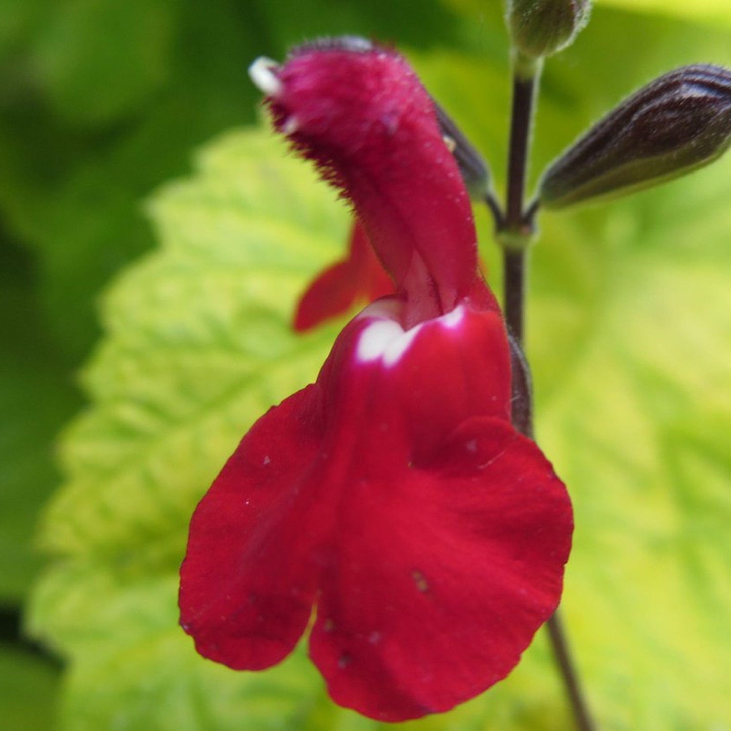 Salvia Ruby Star