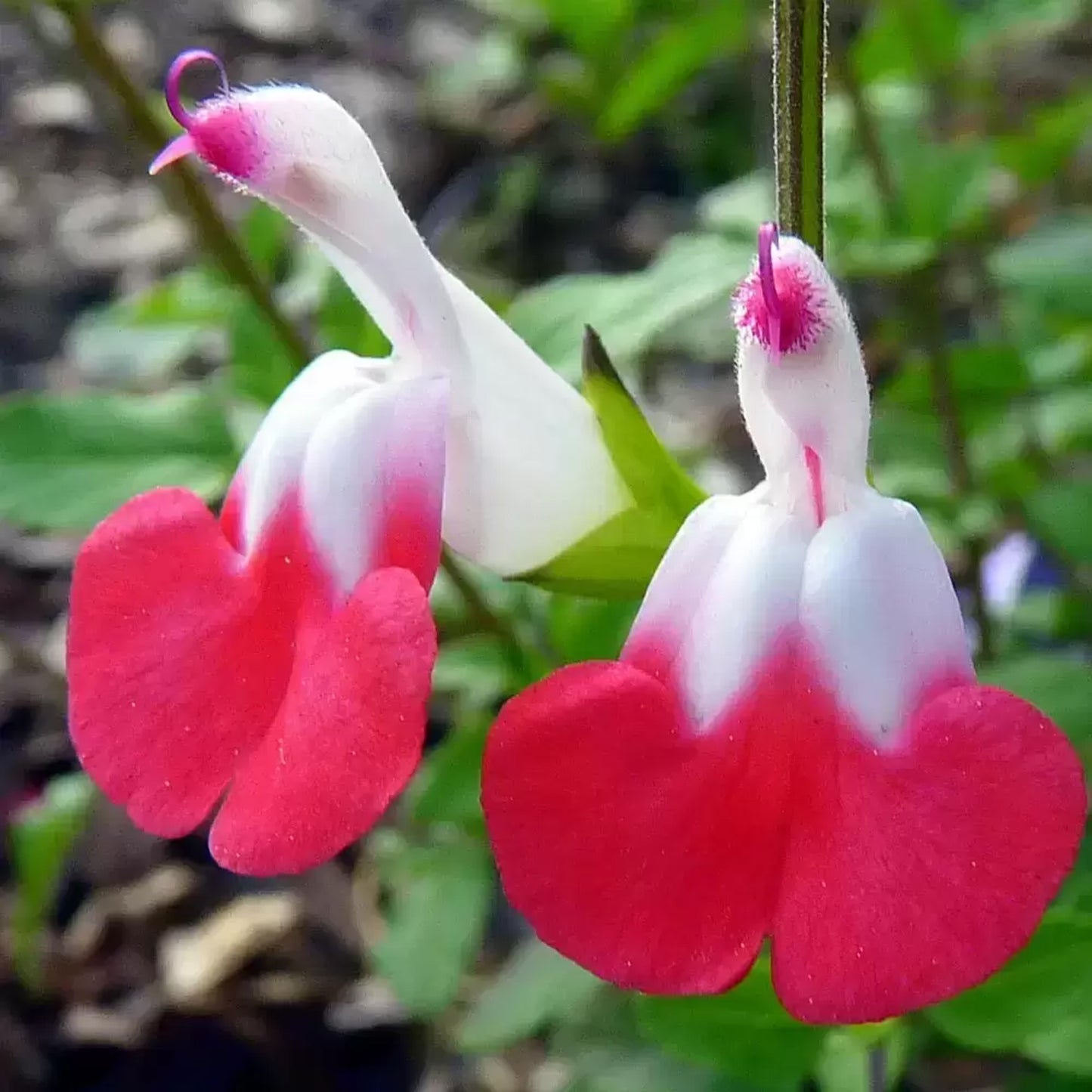 Salvia Hot Lips