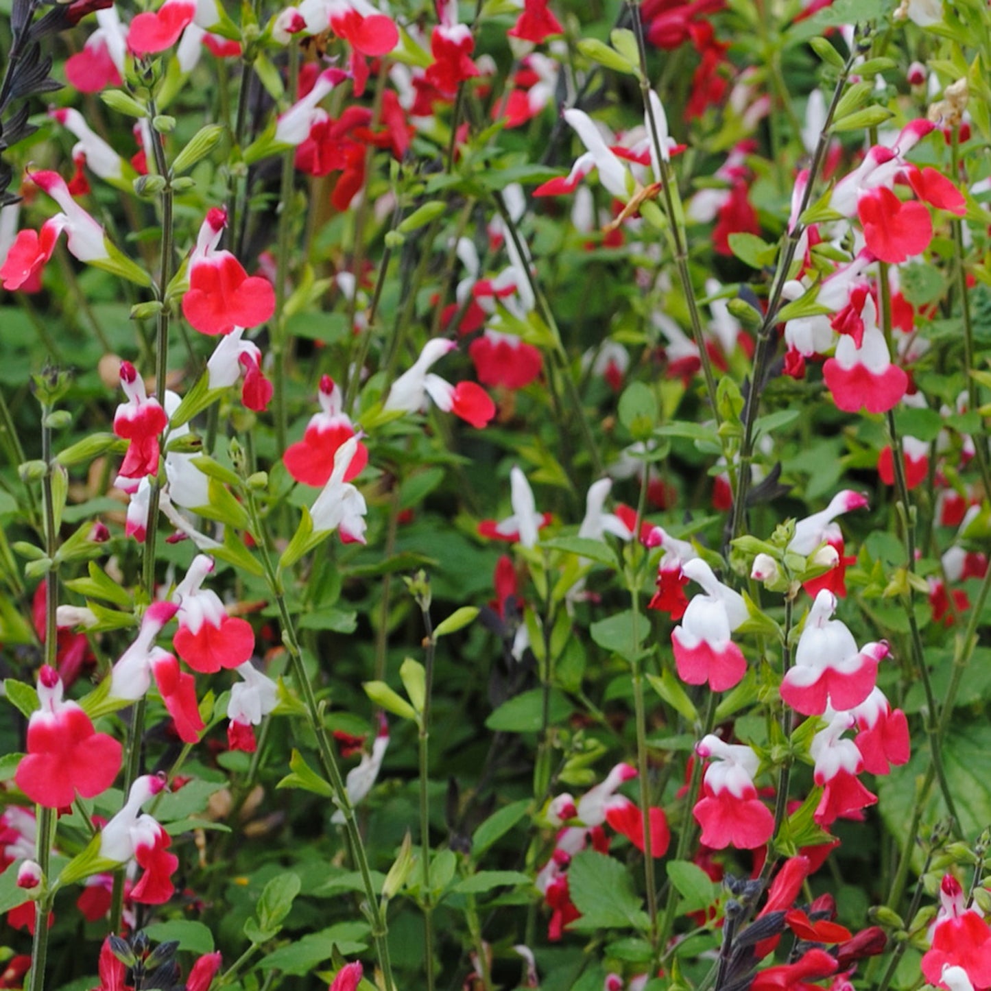 Salvia Hot Lips