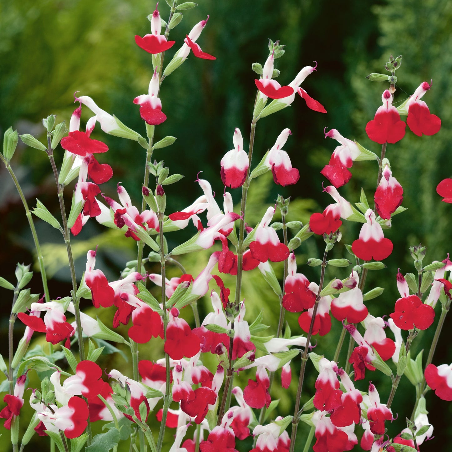 Salvia Hot Lips