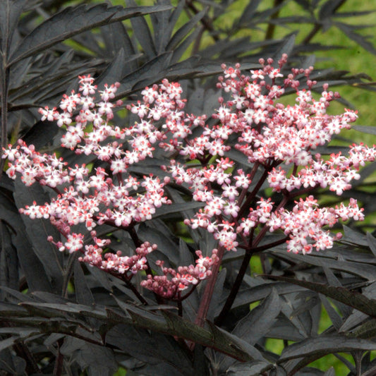 Sambucus Black Tower