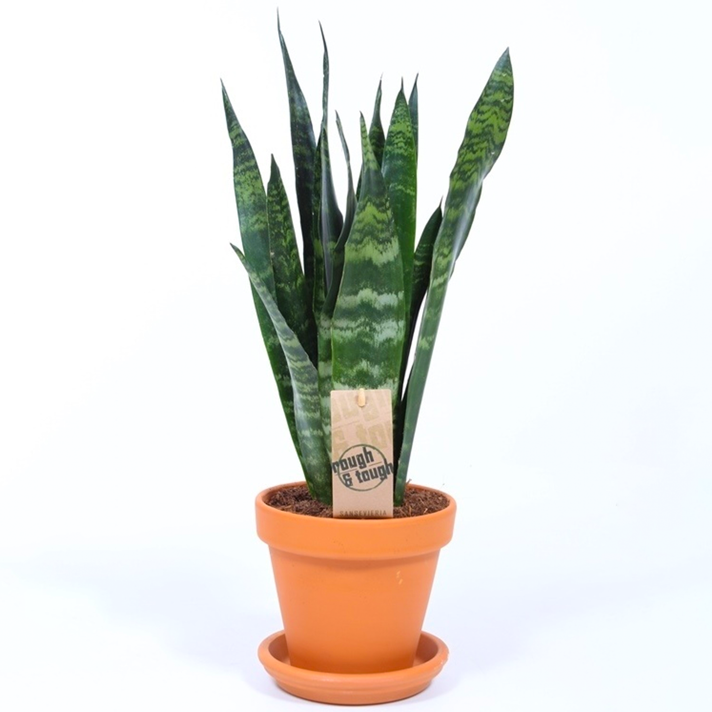 Sansevieria Black Coral (12cm) V6
