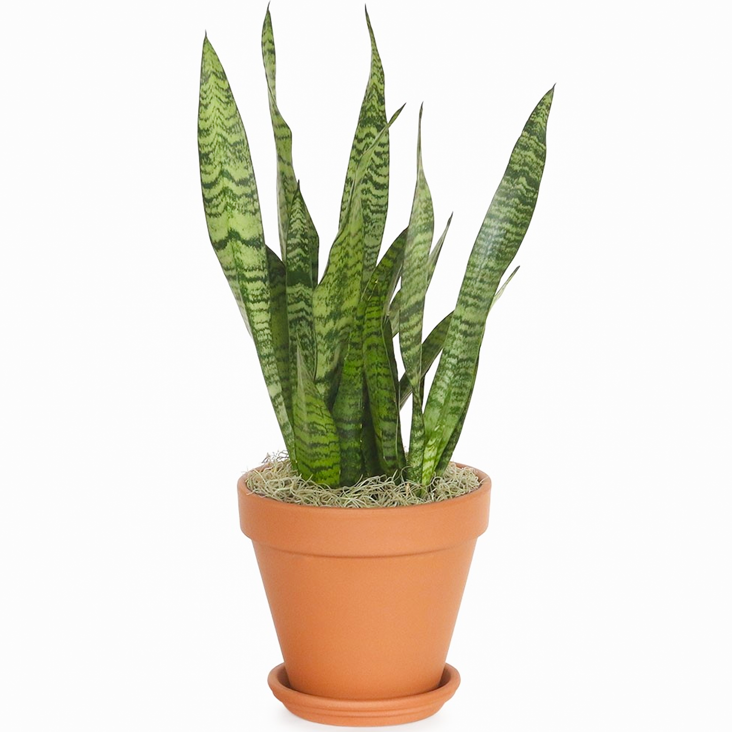 Sansevieria Black Coral (12cm) V6
