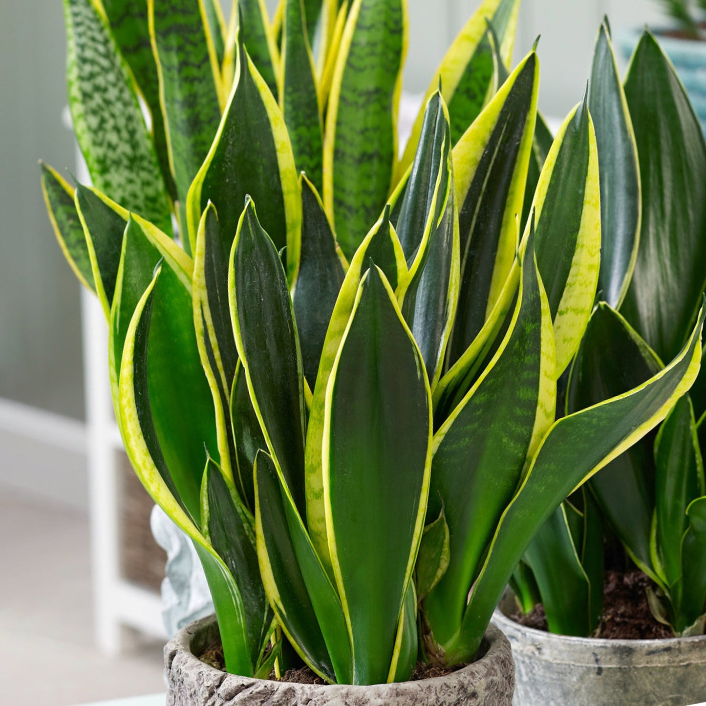 Sansevieria Golden Flame (12cm) V3