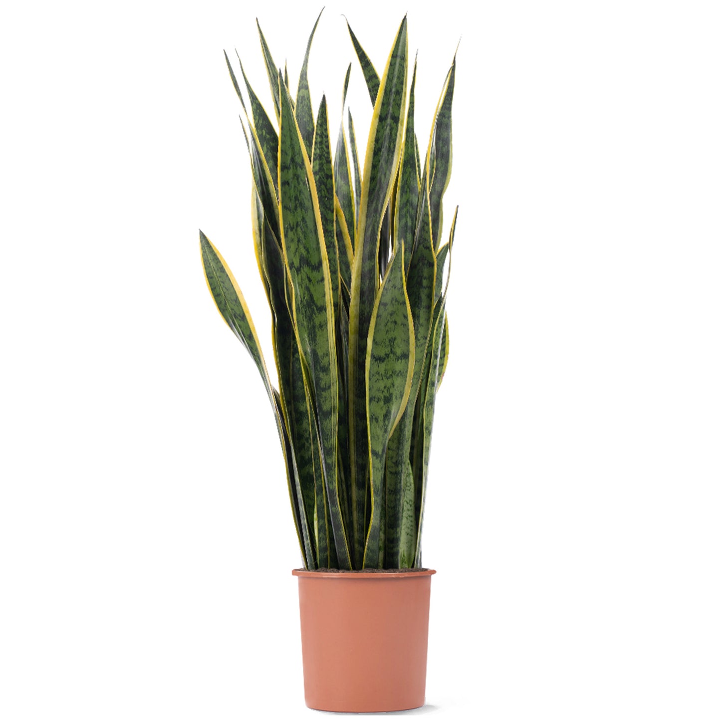 Sansevieria Laurentii