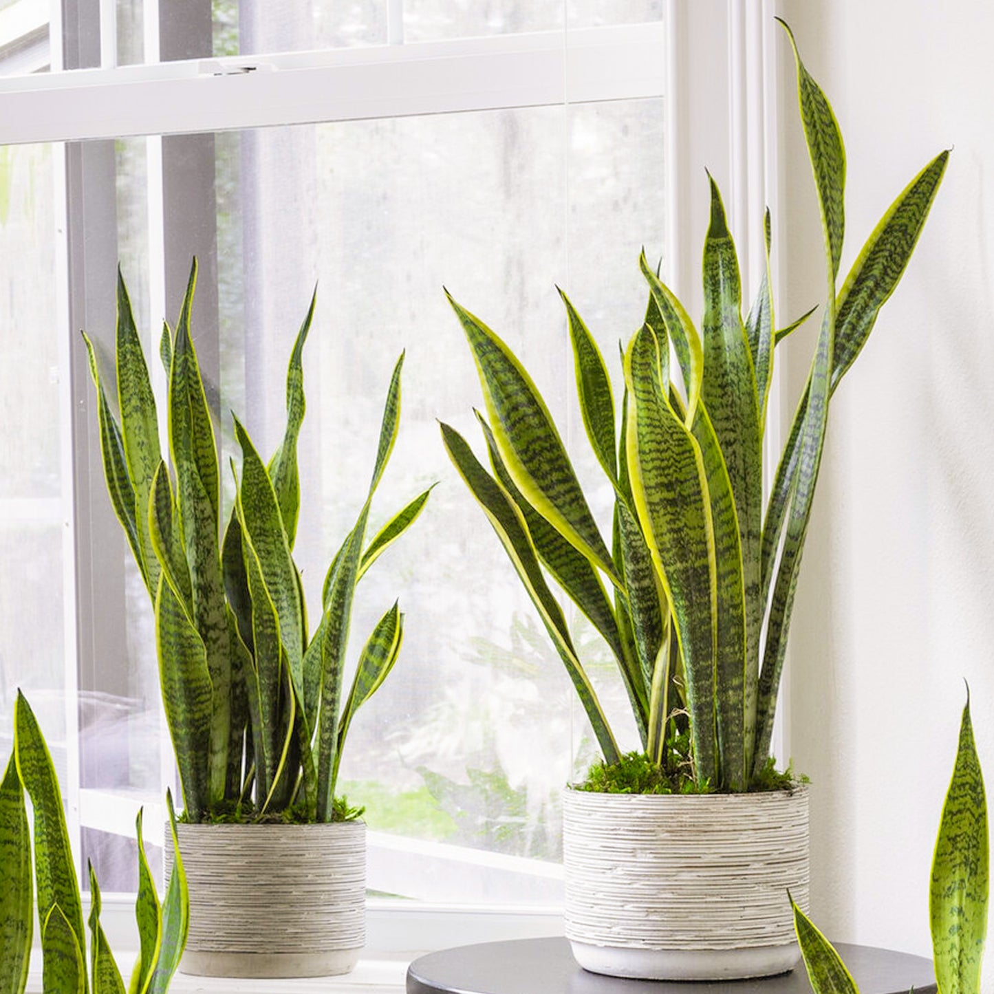 Sansevieria Laurentii