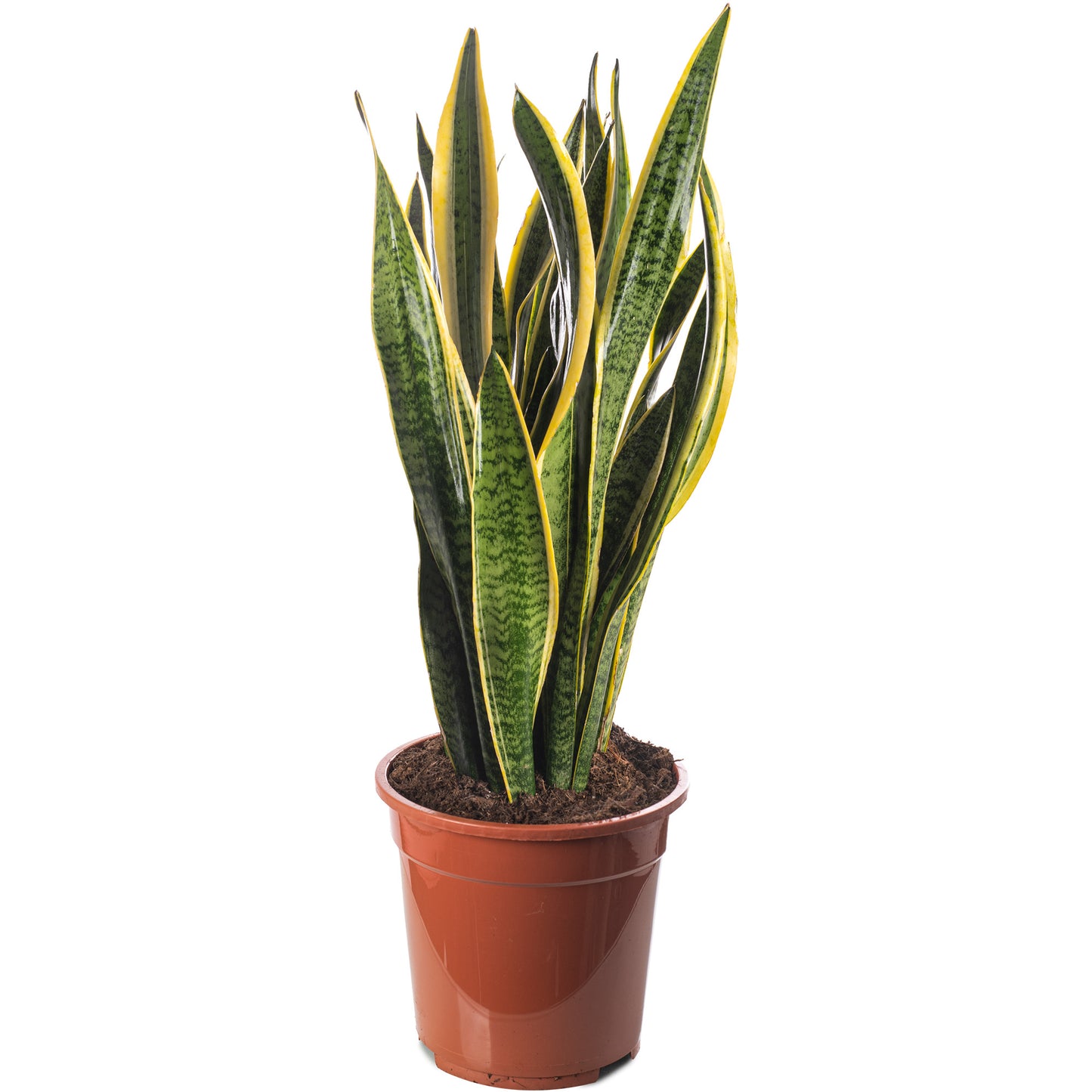 Sansevieria Laurentii