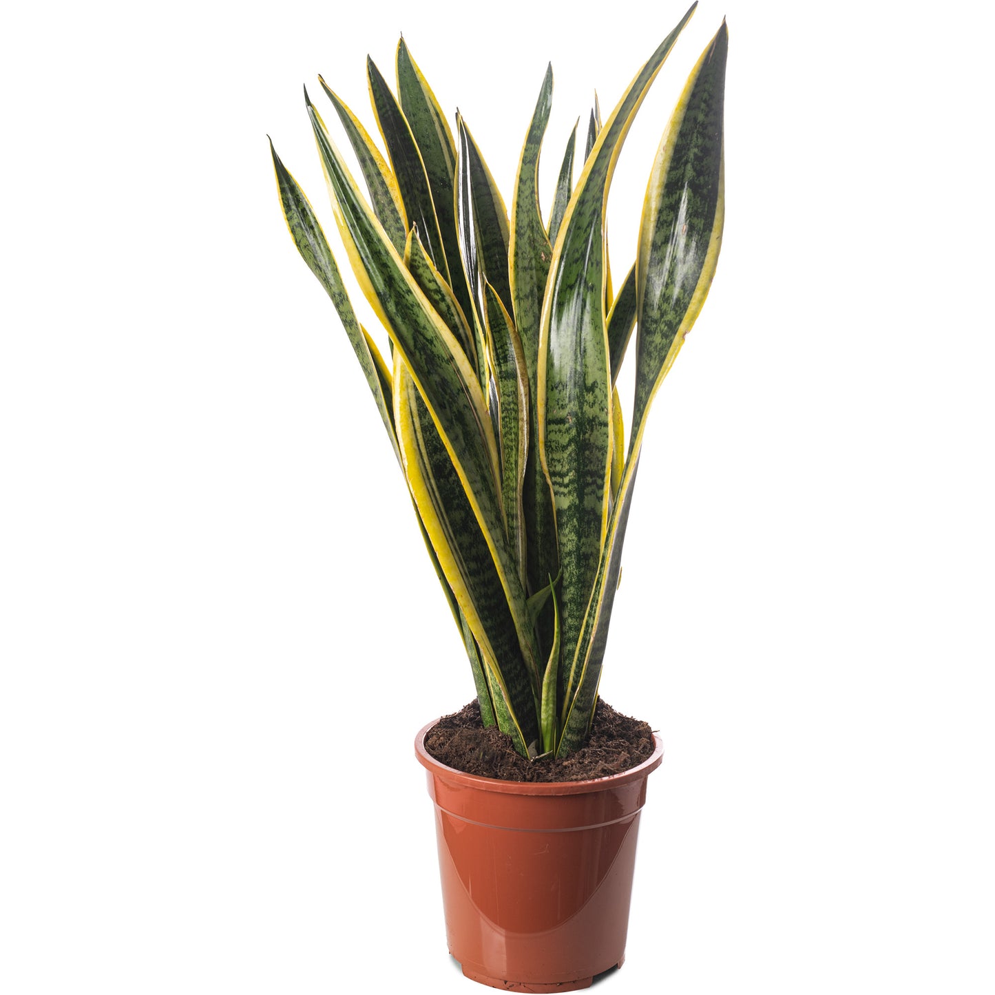 Sansevieria Laurentii