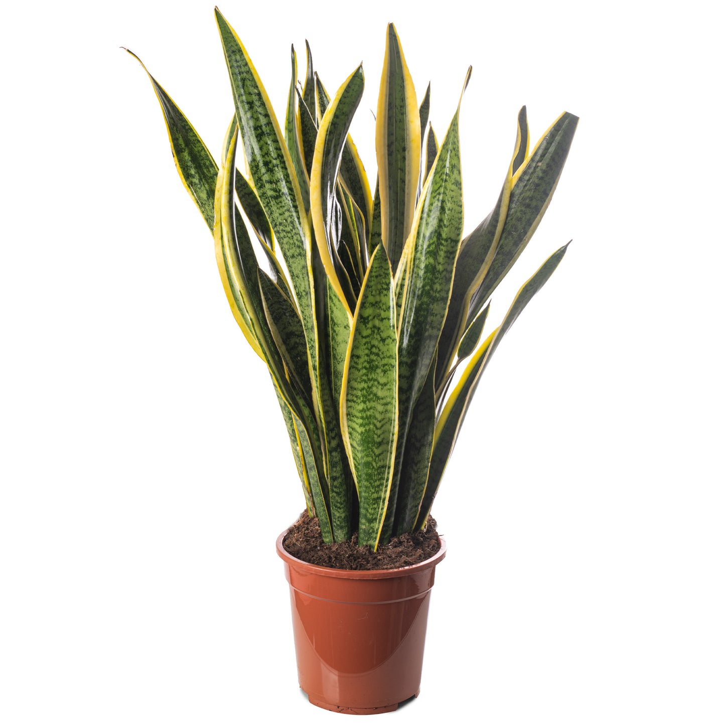 Sansevieria Laurentii