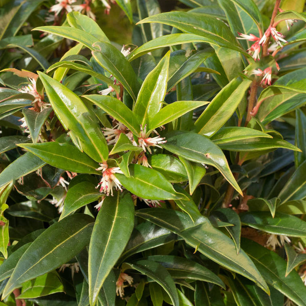 Sarcococca Winter Gem (9cm)