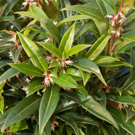 Sarcococca Winter Gem (9cm)