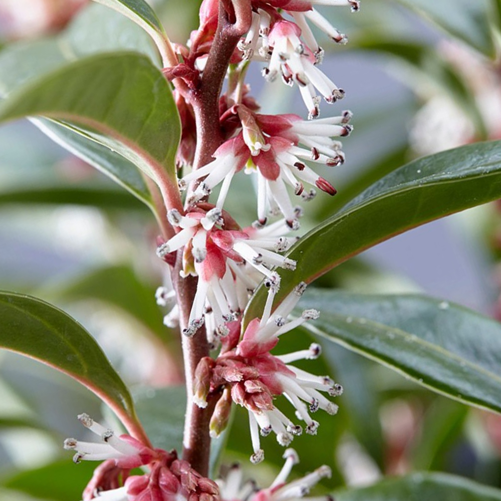 Sarcococca Winter Gem (9cm)