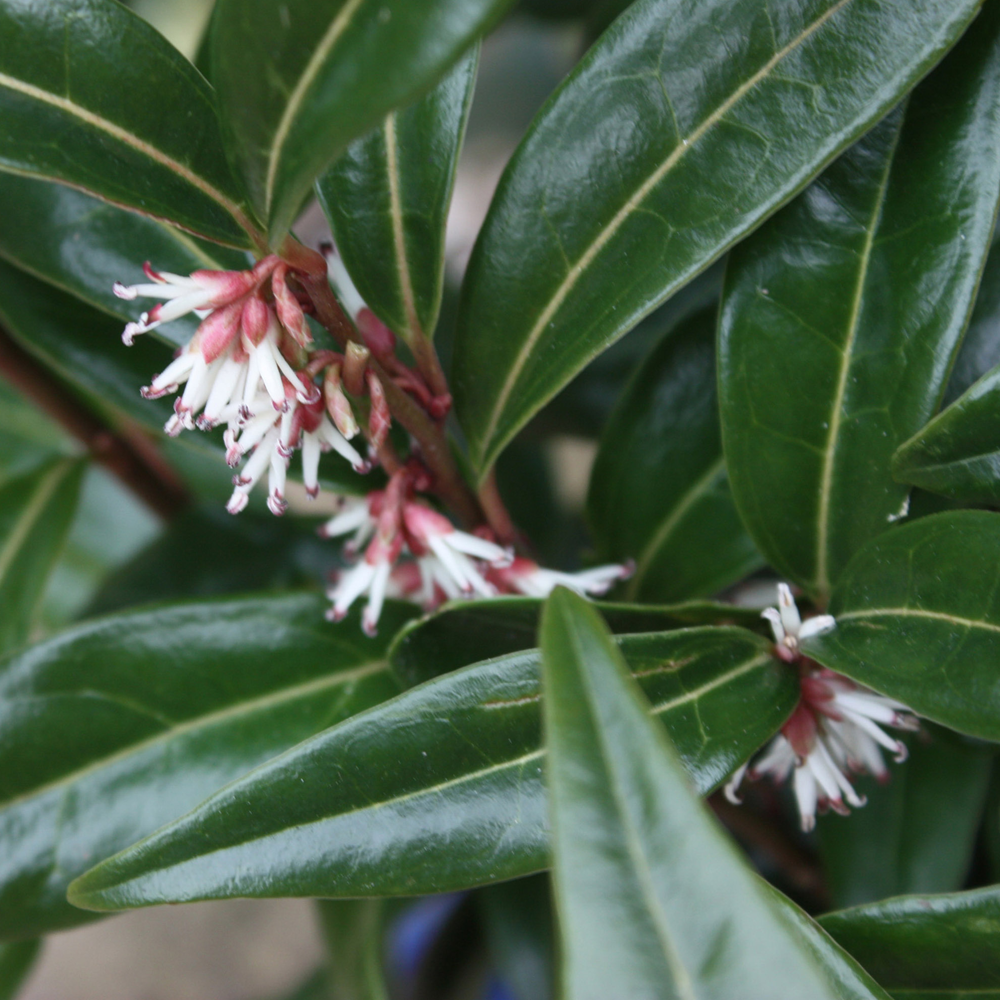 Sarcococca Winter Gem (9cm)