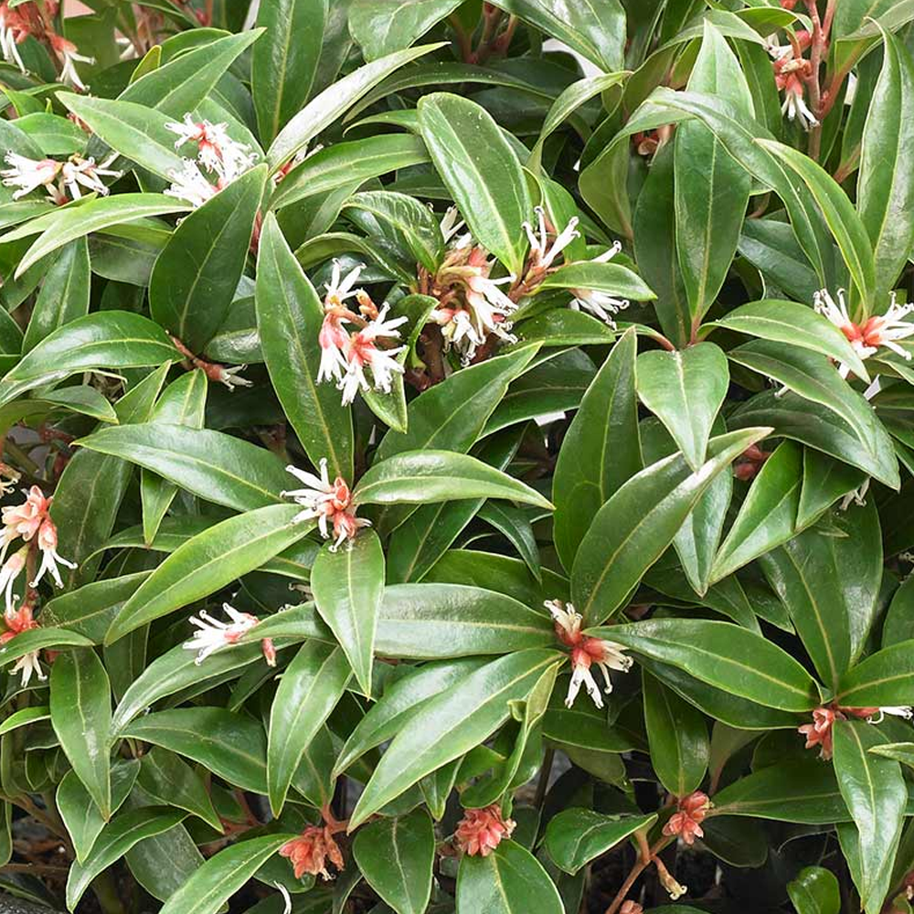 Sarcococca Winter Gem (9cm)