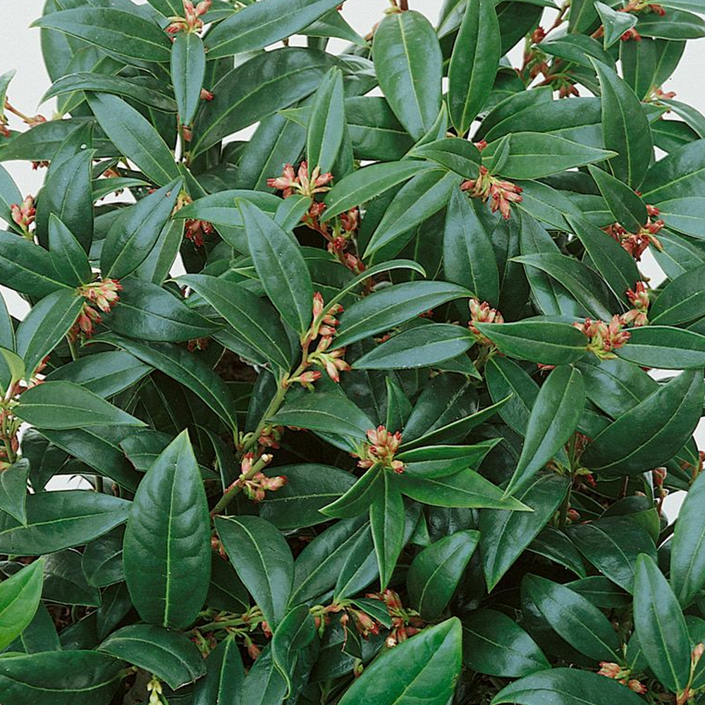 Sarcococca Winter Gem (9cm)