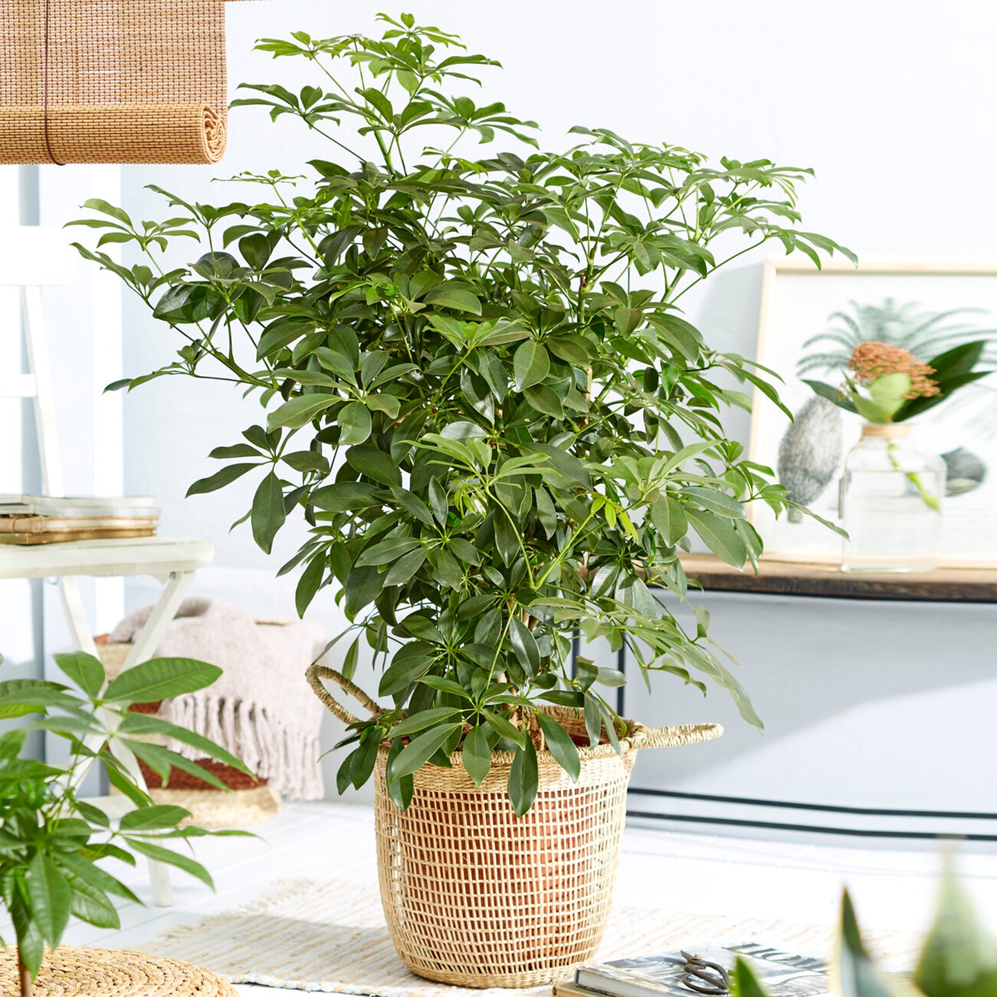 Schefflera Nora Umbrella Plant