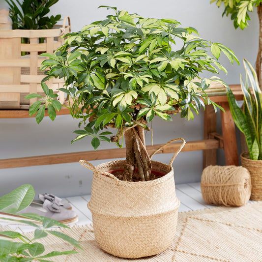 Schefflera Gold Capella