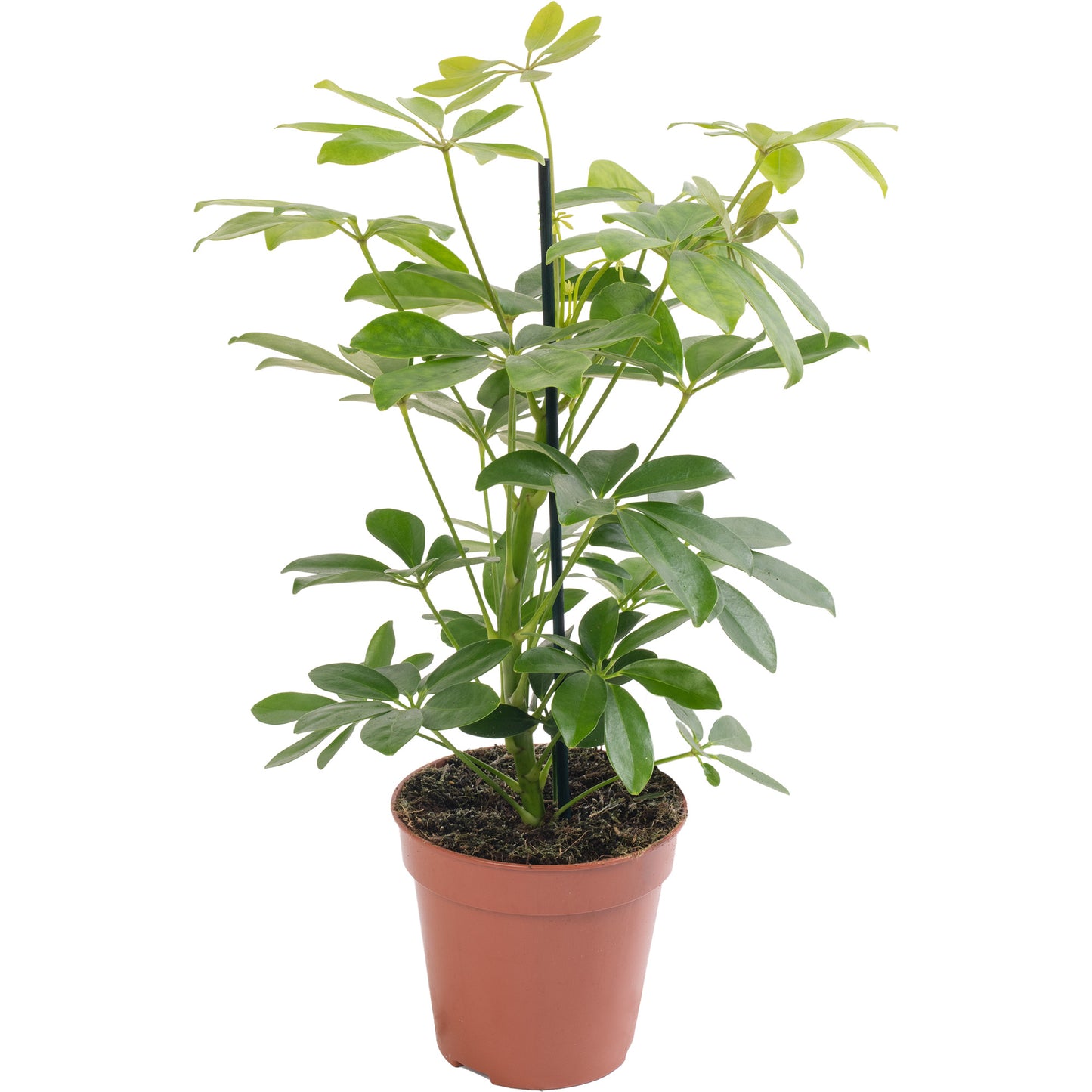 Schefflera Nora Umbrella Plant