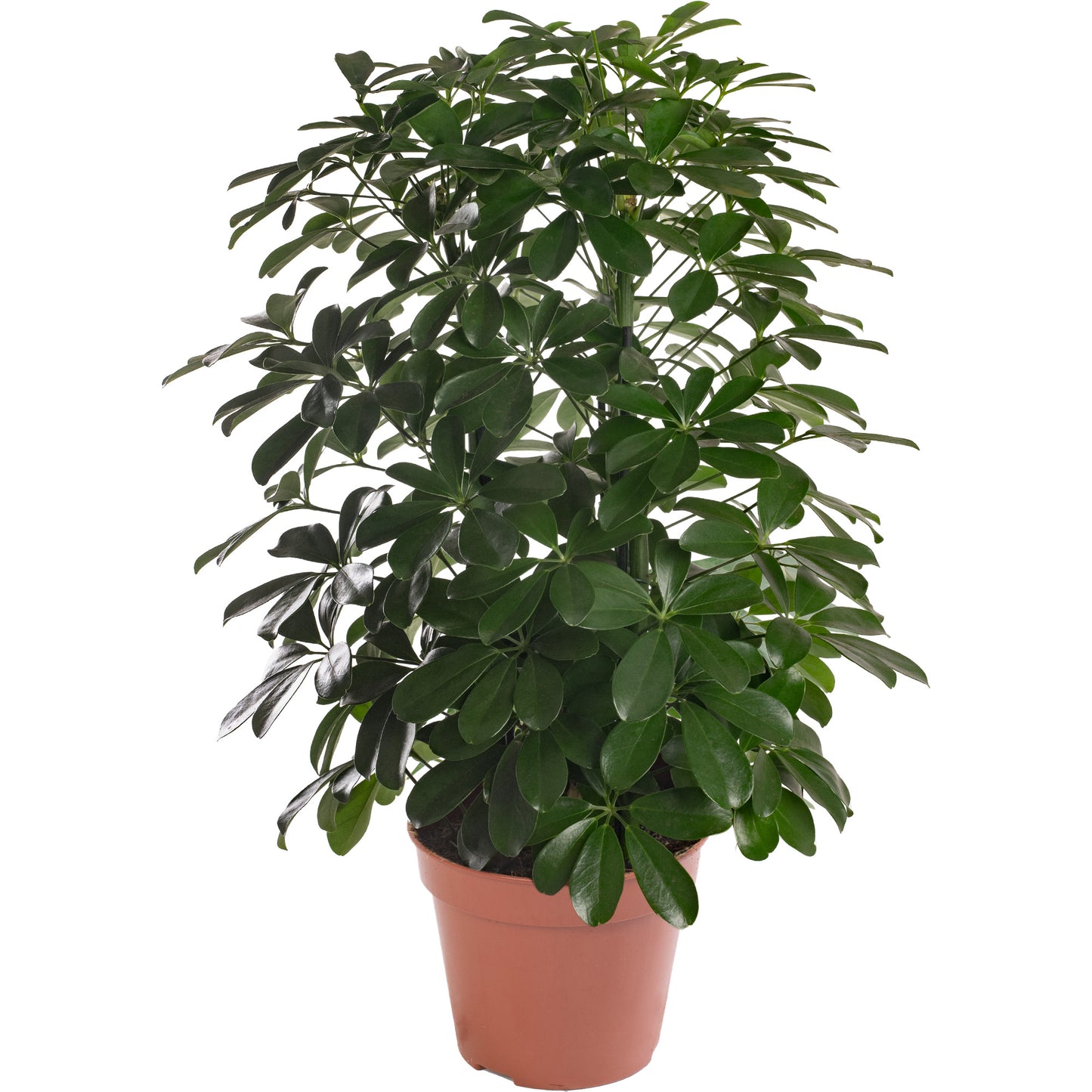 Schefflera Nora Umbrella Plant