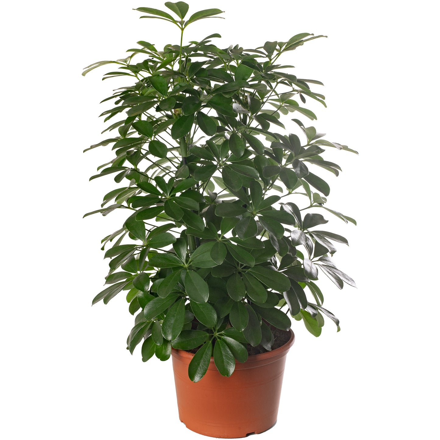 Schefflera Nora Umbrella Plant