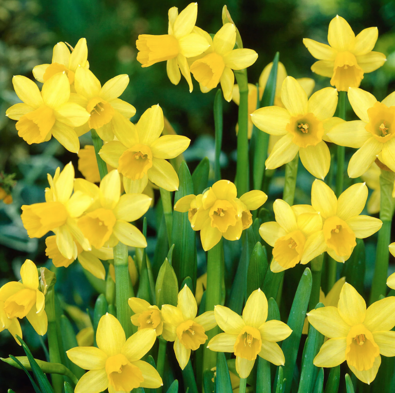 Narcissus Tete a Tete (6 Pack)