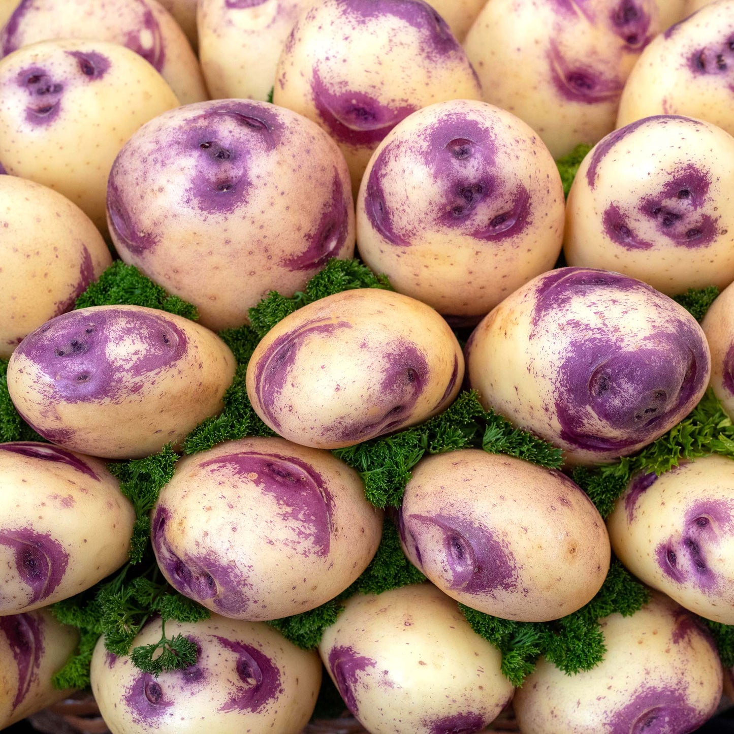 Seed Potatoes (Second Earlies)