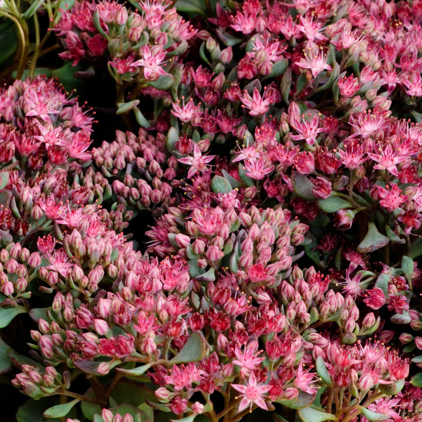 Sedum Coca Cola