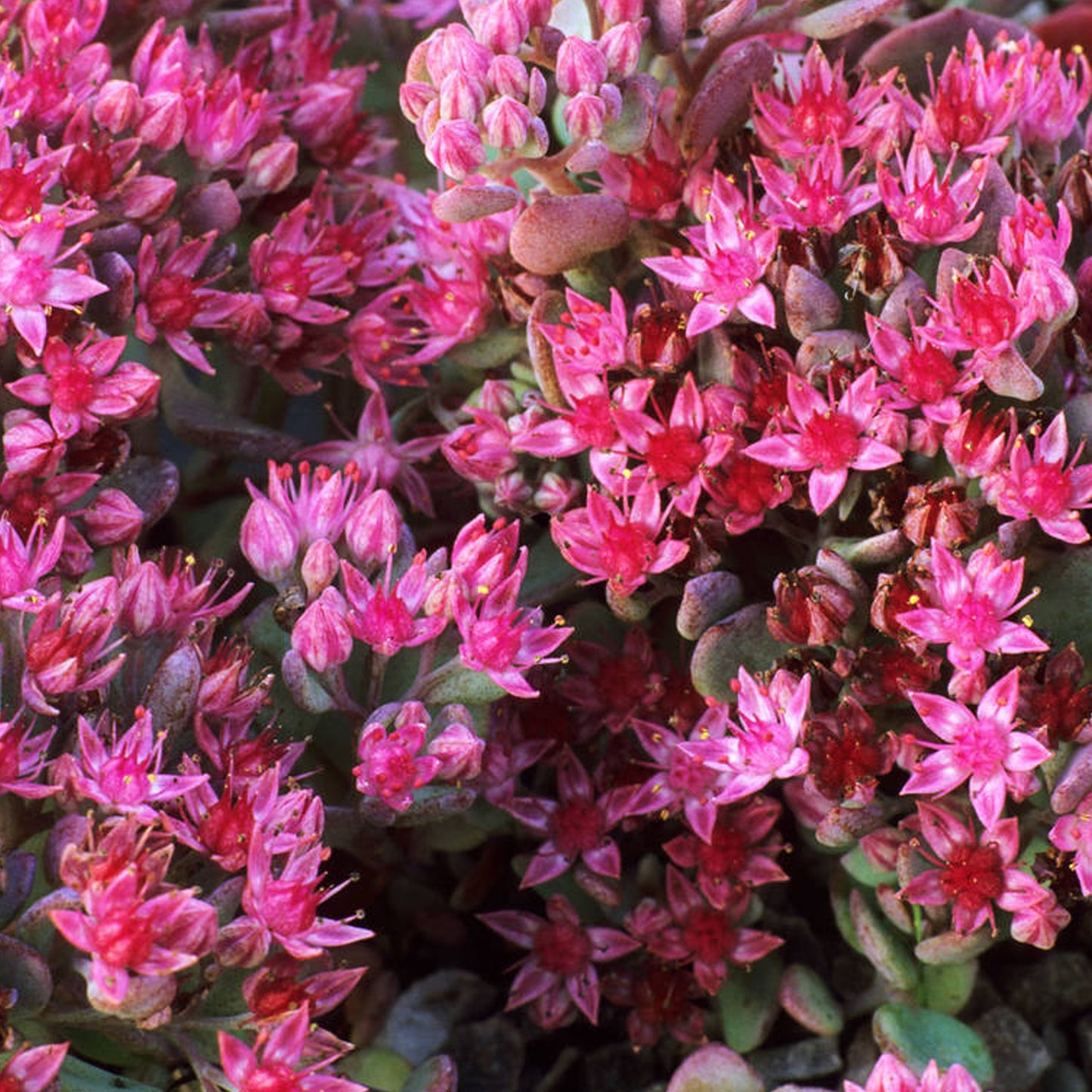 Sedum Coca Cola