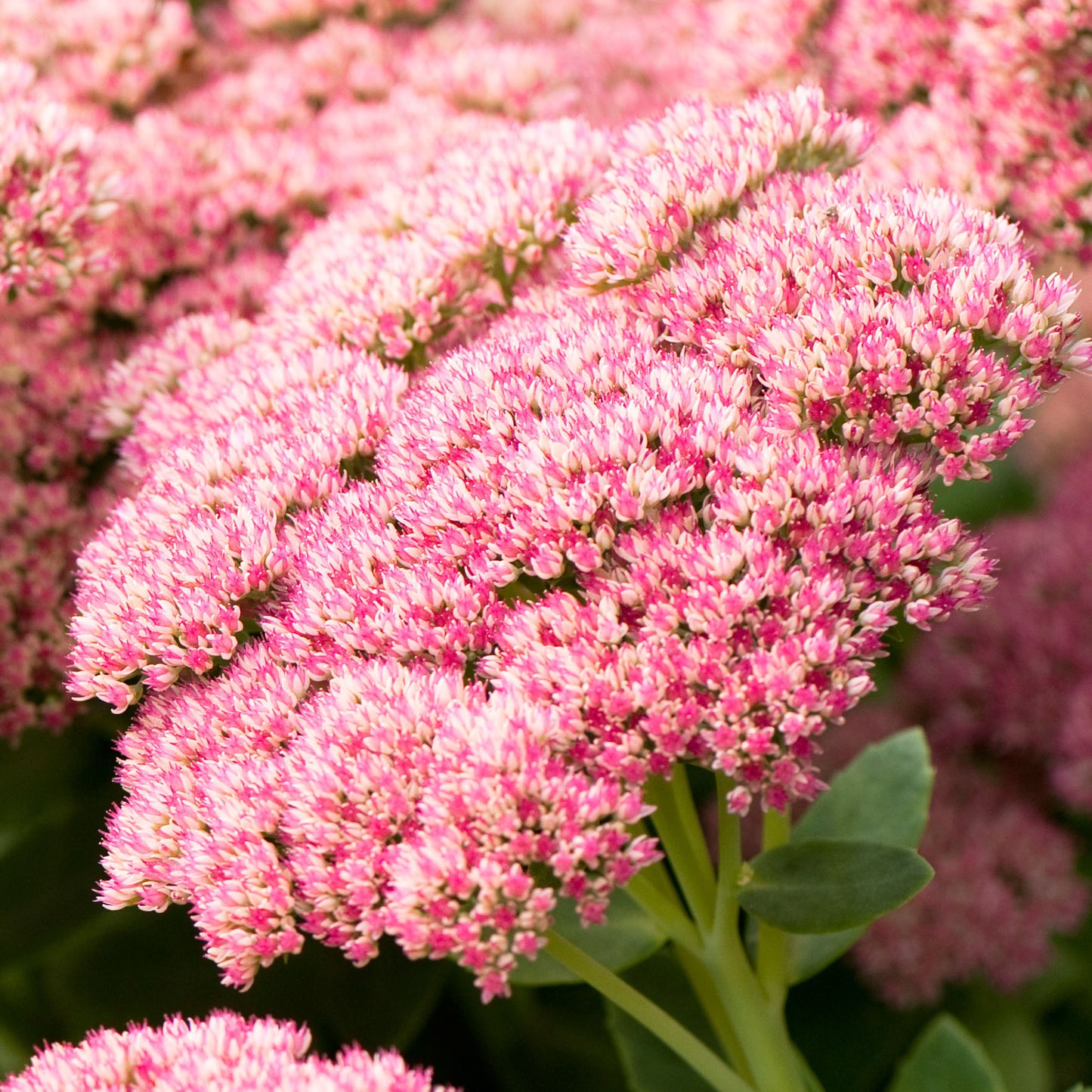 Sedum Herbstfreude