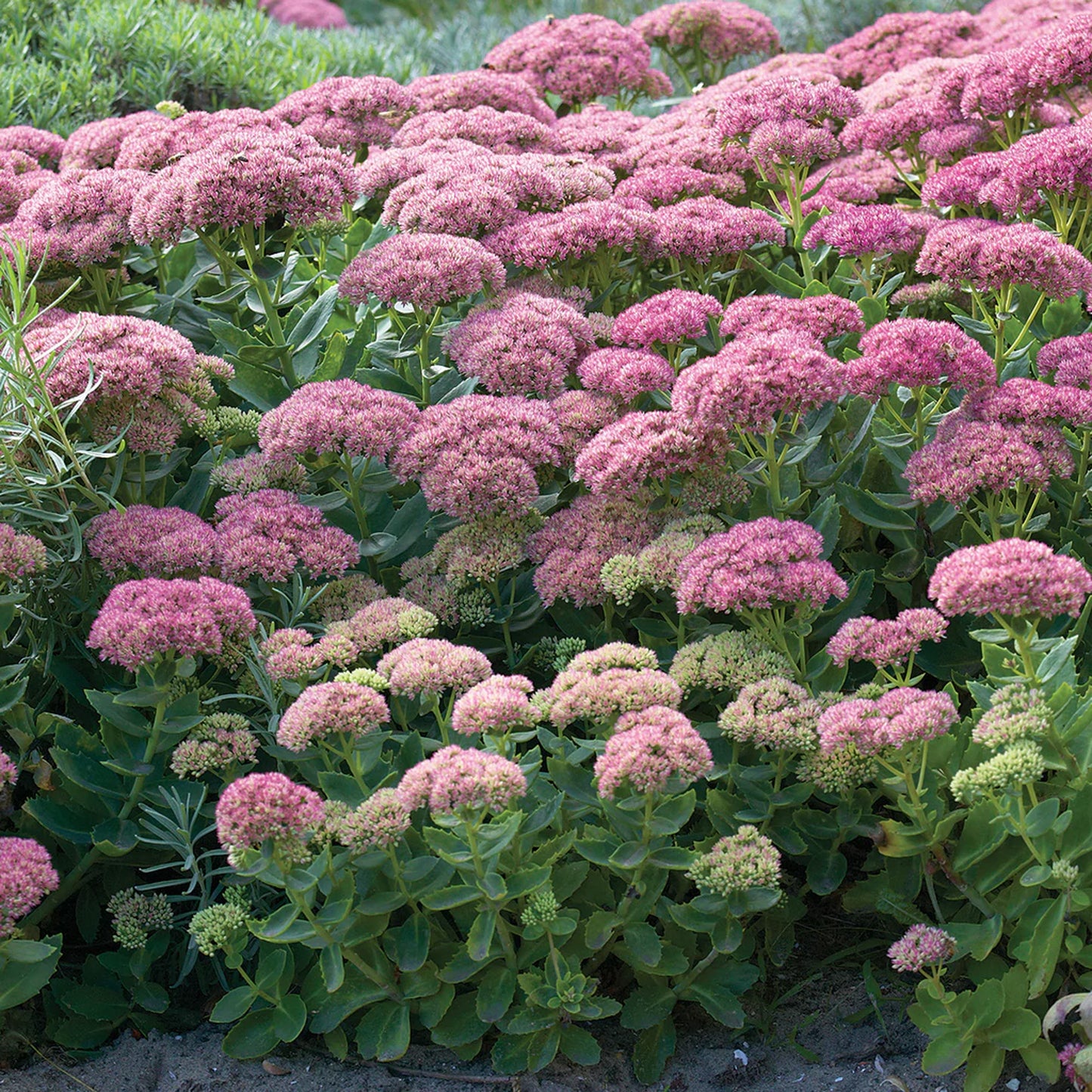 Sedum Herbstfreude