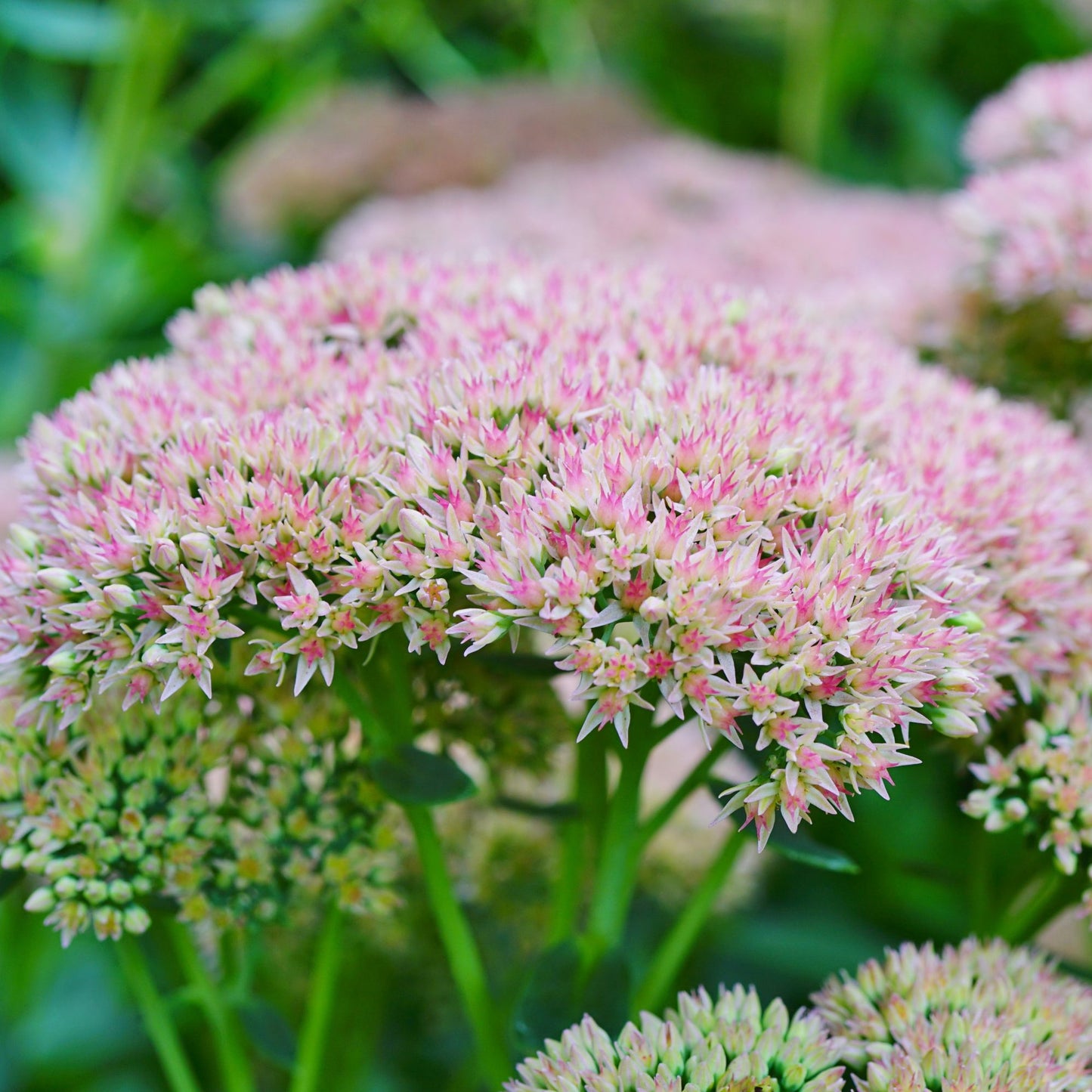 Sedum Herbstfreude