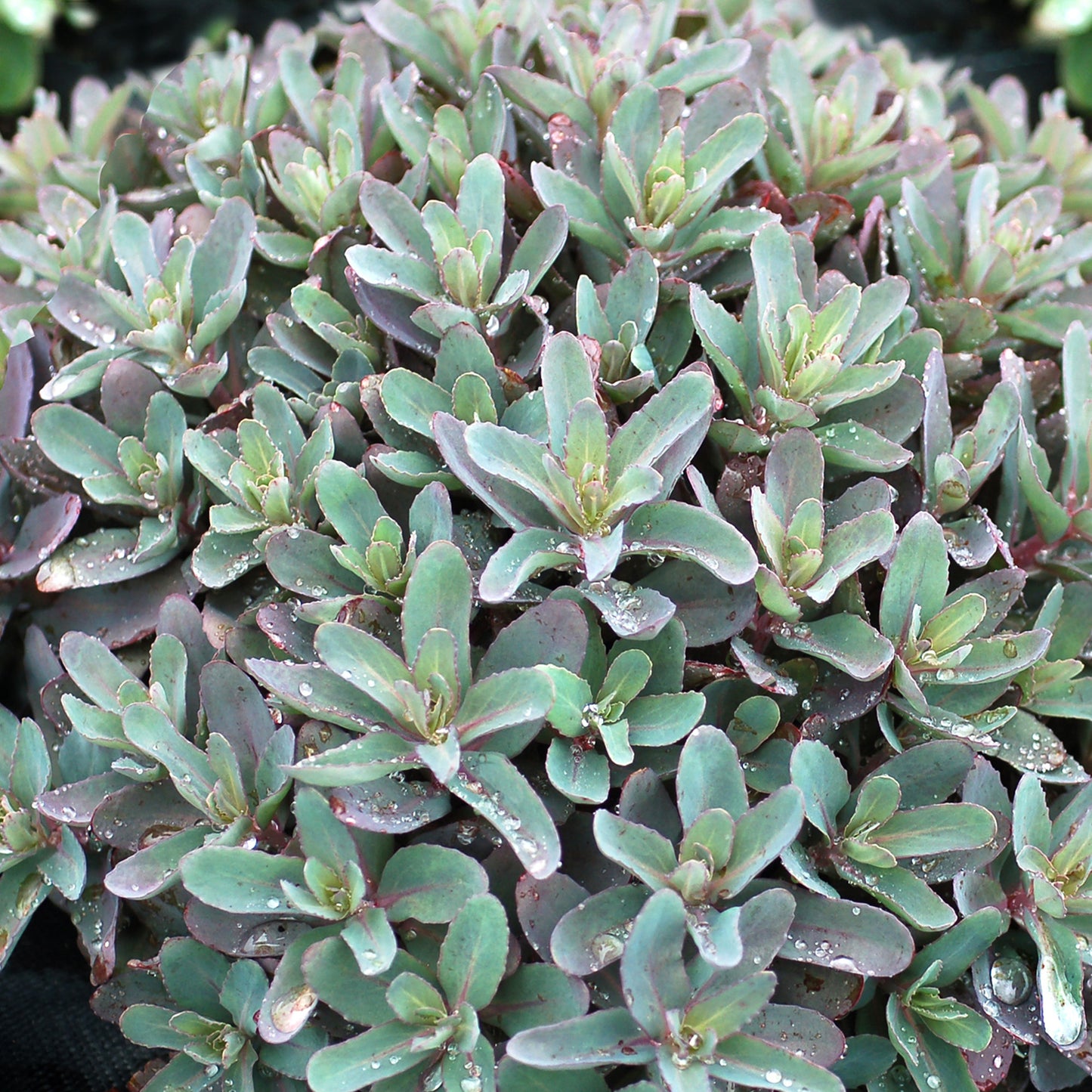 Sedum Marina