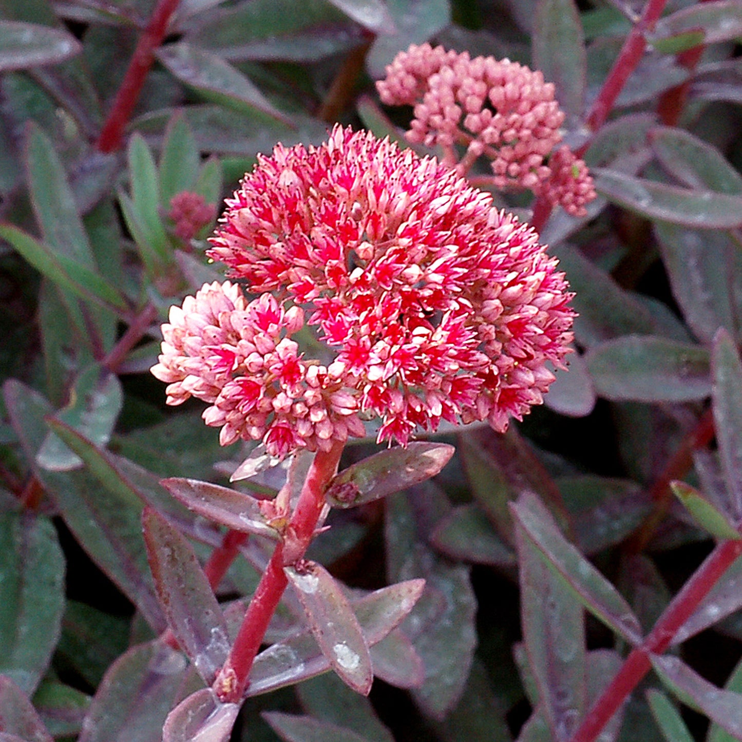 Sedum Marina