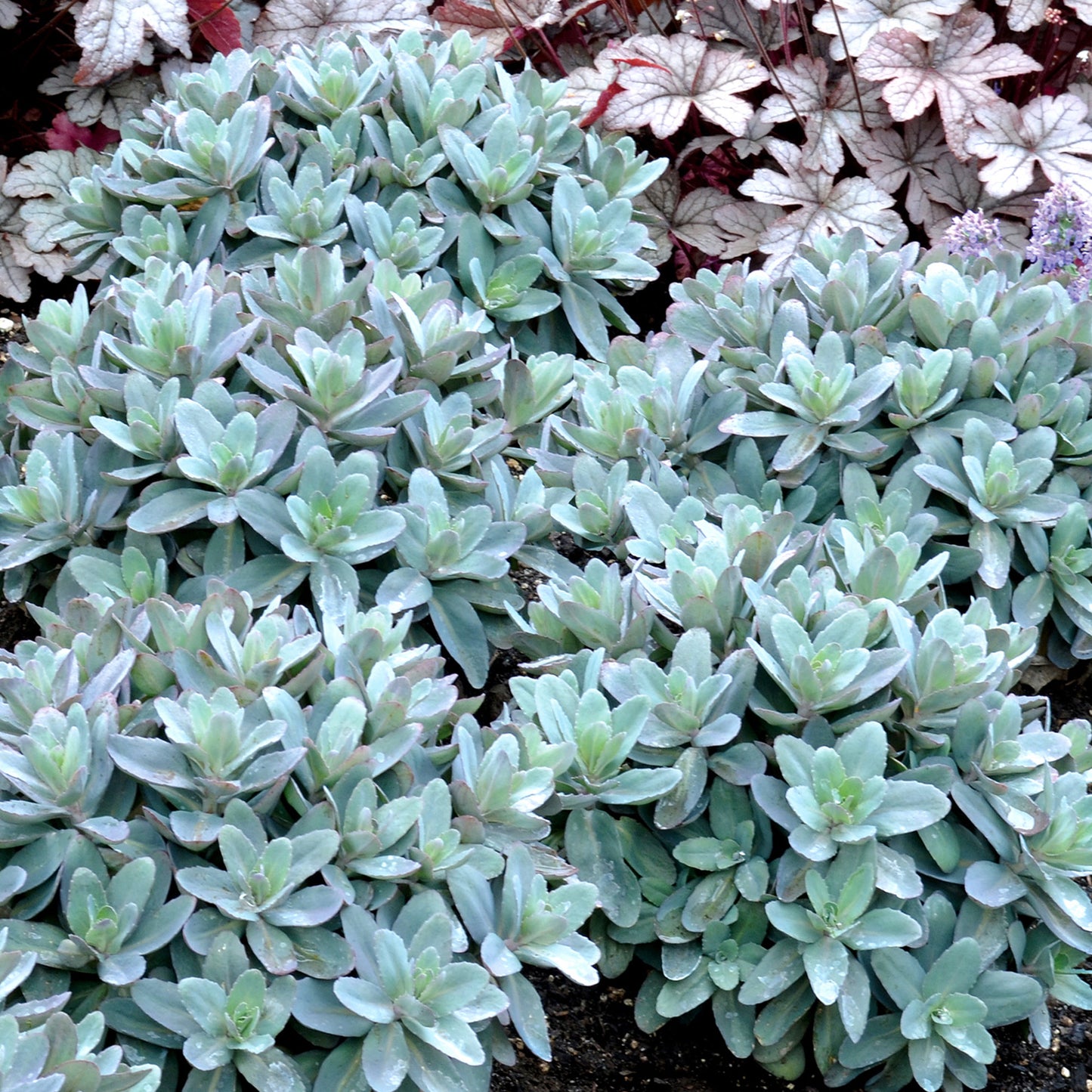 Sedum Marina