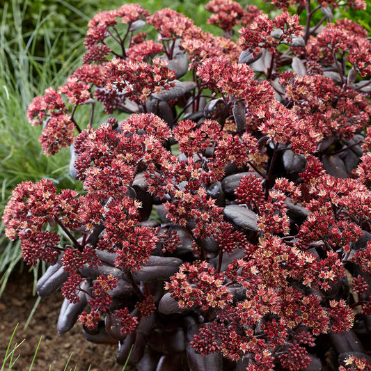 Sedum Touchdown Teak