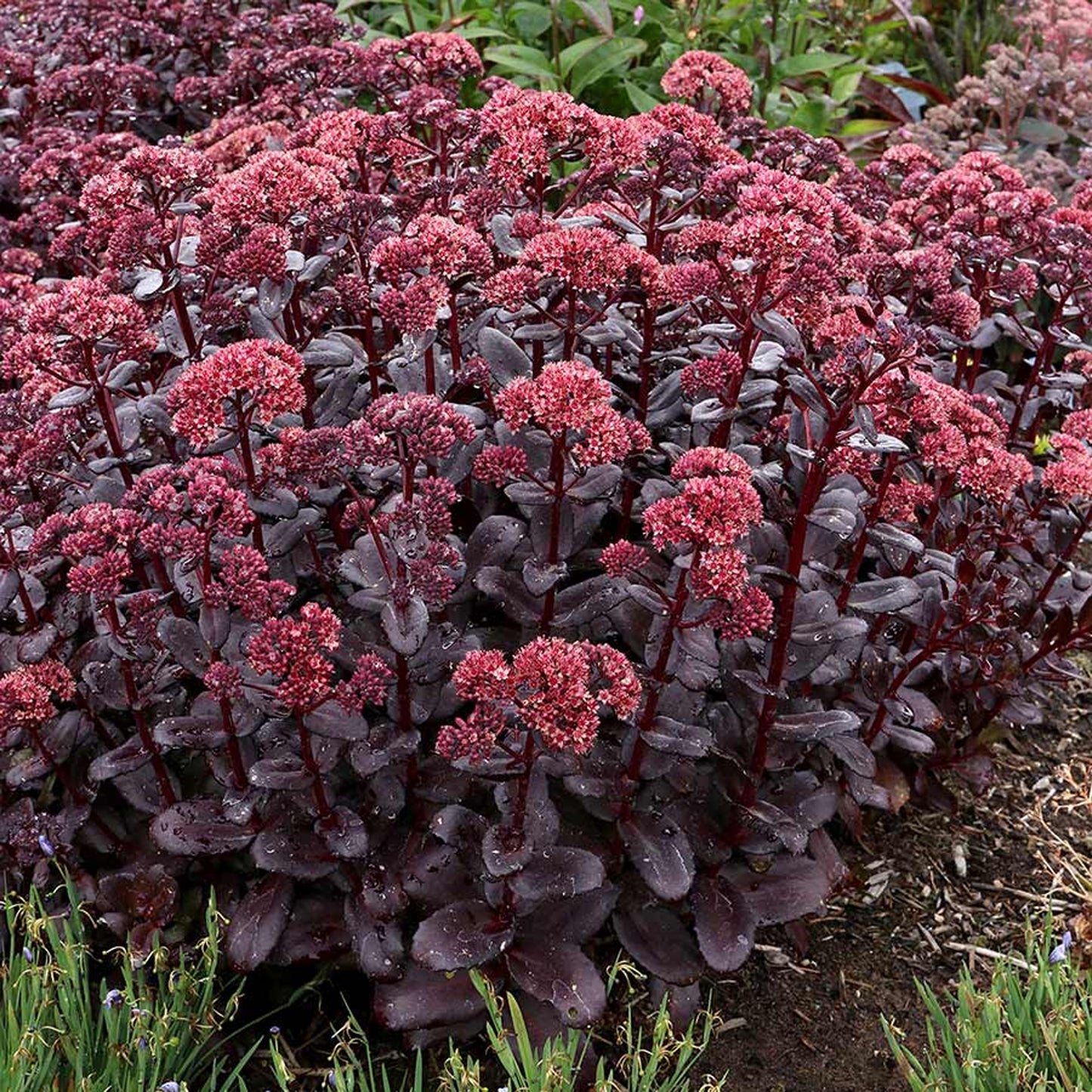 Sedum Touchdown Teak