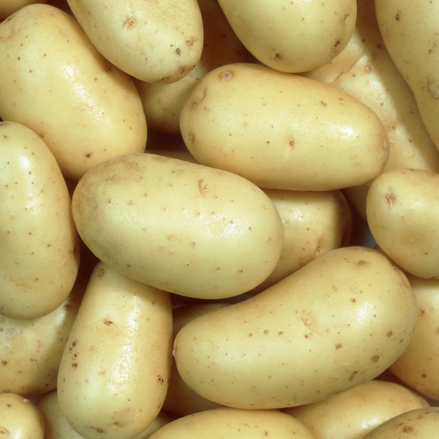 Seed Potatoes (Second Earlies)