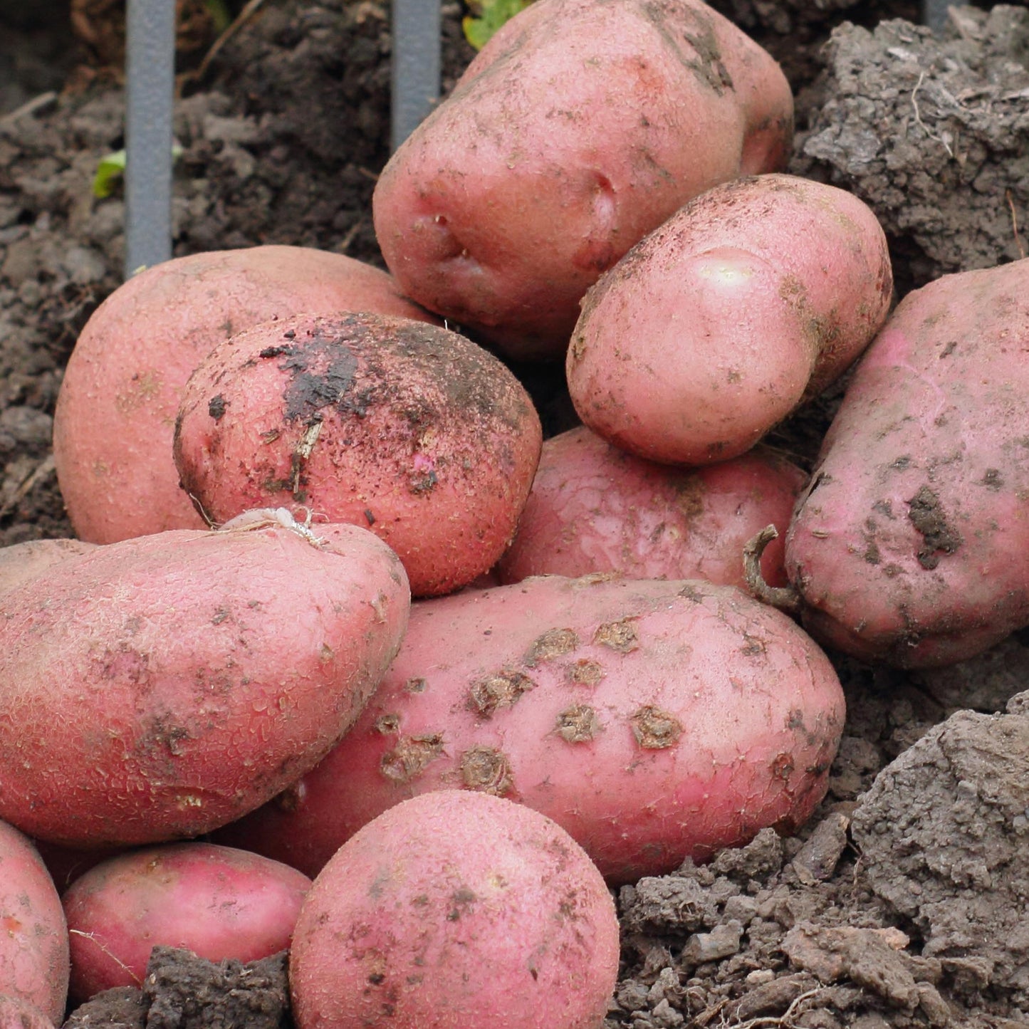 Seed Potatoes (Main Crop)