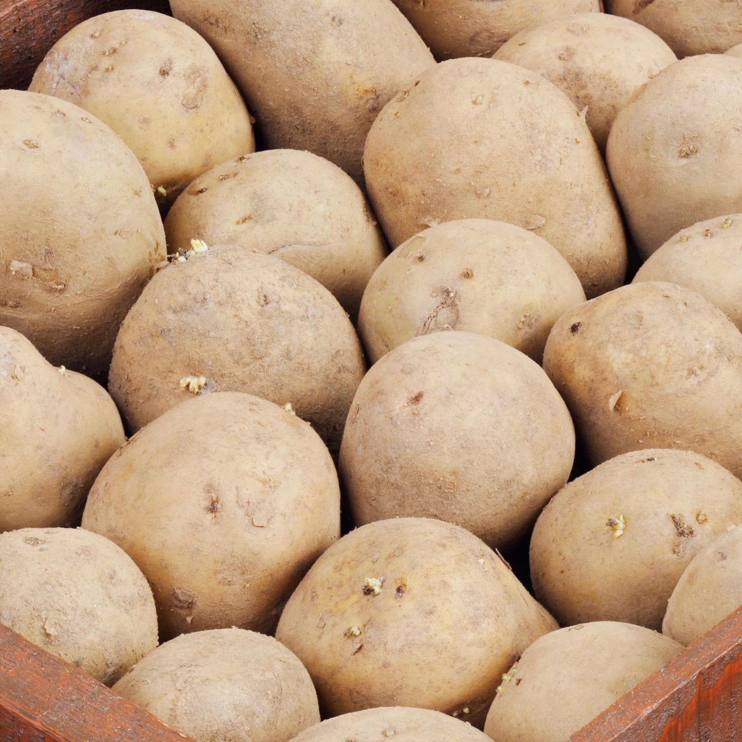 Seed Potatoes (First Earlies)