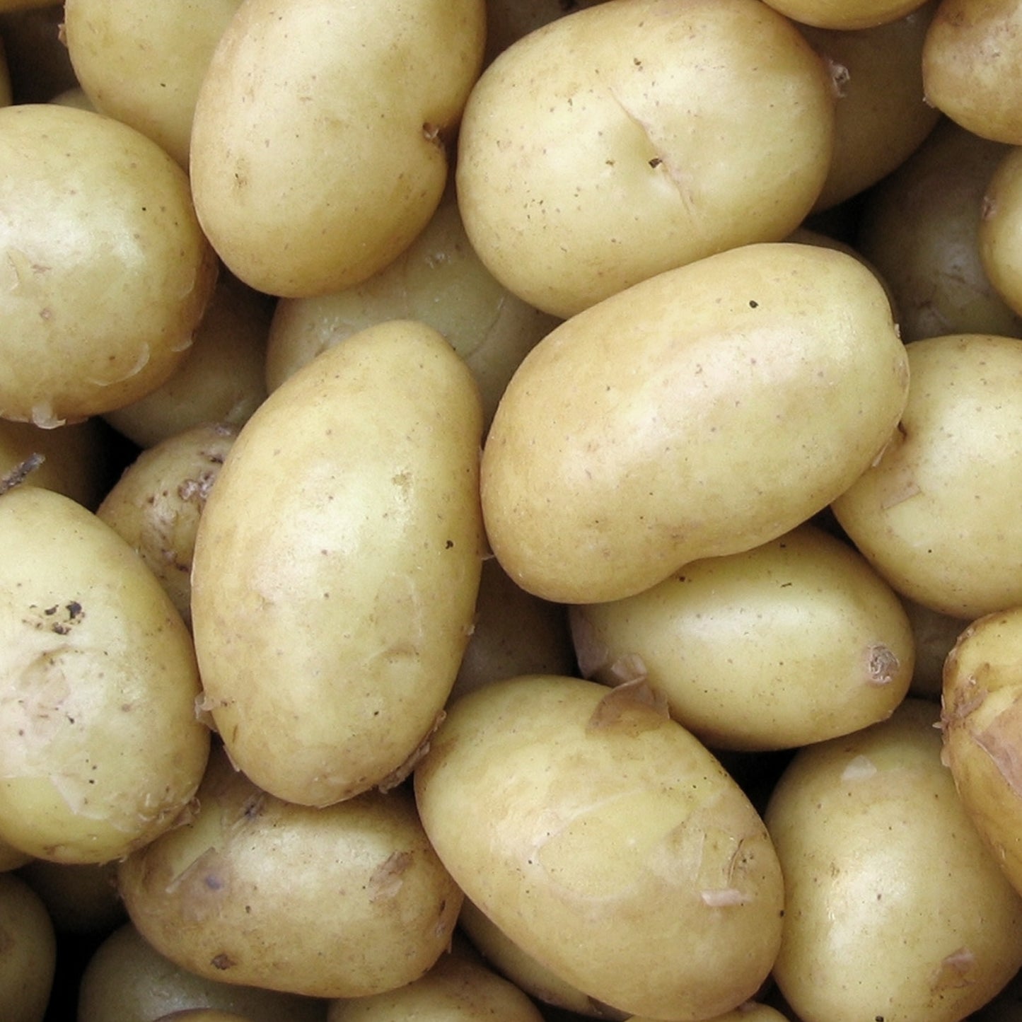 Seed Potatoes (First Earlies)