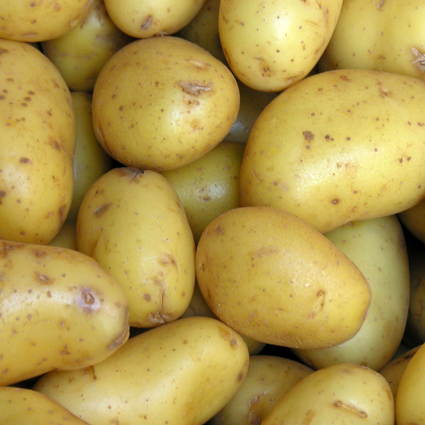 Seed Potatoes (Second Earlies)