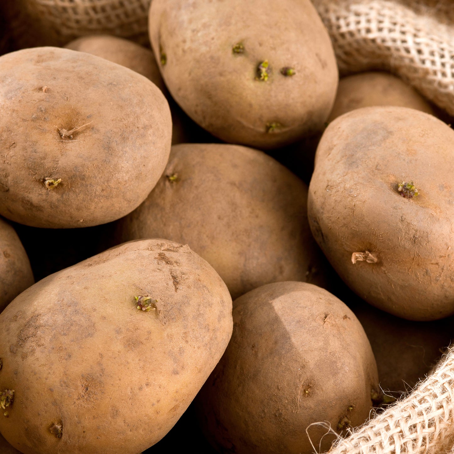 Seed Potatoes (First Earlies)