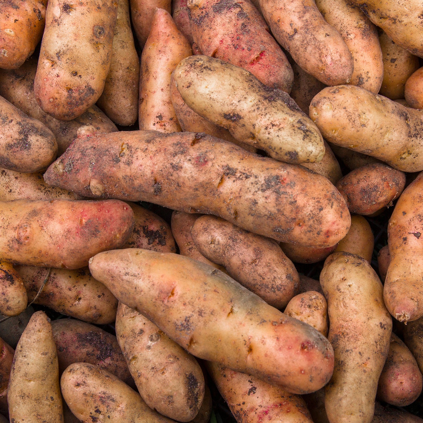 Seed Potatoes (Main Crop)